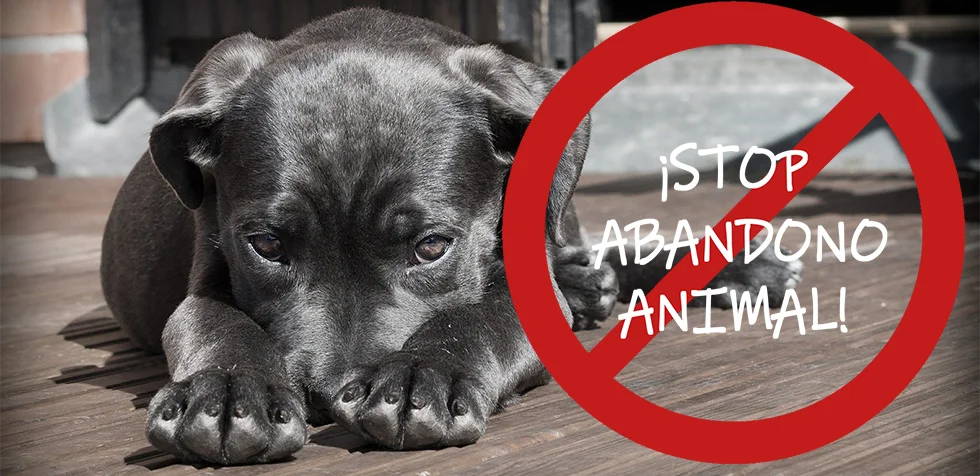 Stop abandono animal